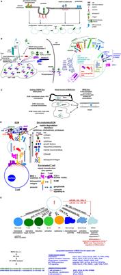 Frontiers | Janus-Faced Myeloid-Derived Suppressor Cell Exosomes 